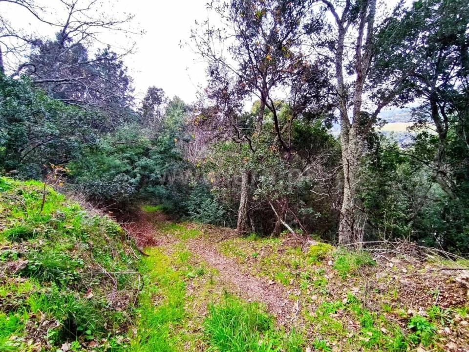 Terreno para Venda em Anreade e São Romão de Aregos Foto 8