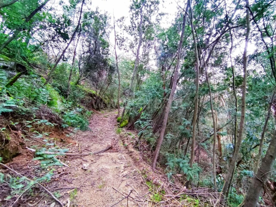 Terreno para Venda em Anreade e São Romão de Aregos Foto 6