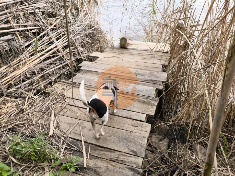 Terreno para Venda em Alcoutim e Pereiro Foto 29