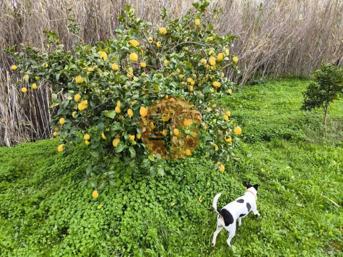 Terreno para Venda em Alcoutim e Pereiro Foto 22