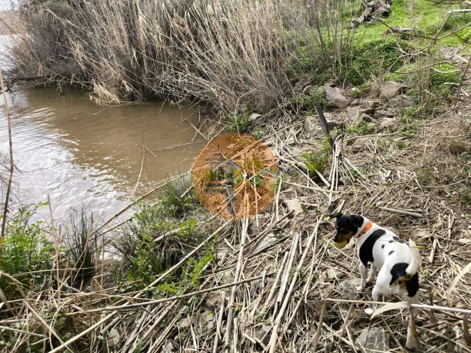 Terreno para Venda em Alcoutim e Pereiro Foto 23