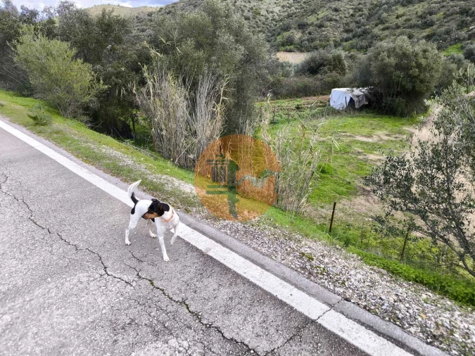 Terreno para Venda em Alcoutim e Pereiro Foto 34