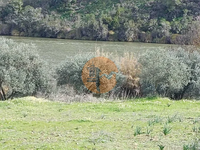 Terreno para Venda em Alcoutim e Pereiro Foto 10