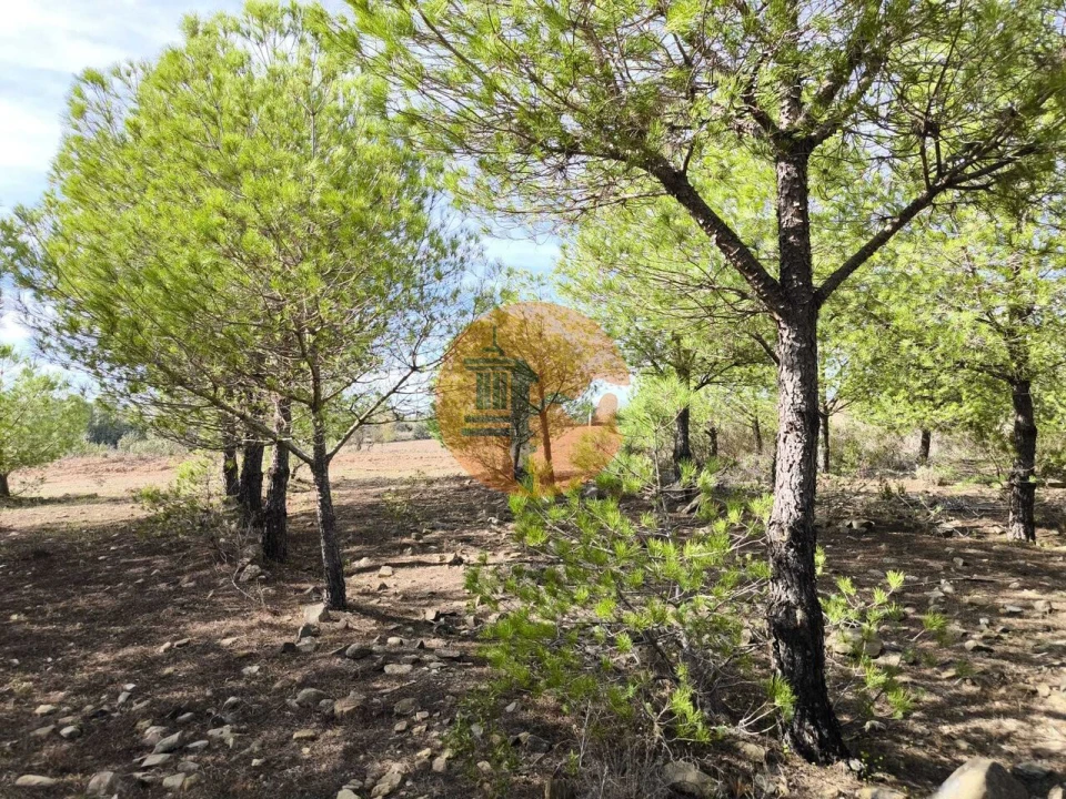 Terreno para Venda em Alcoutim e Pereiro Foto 10