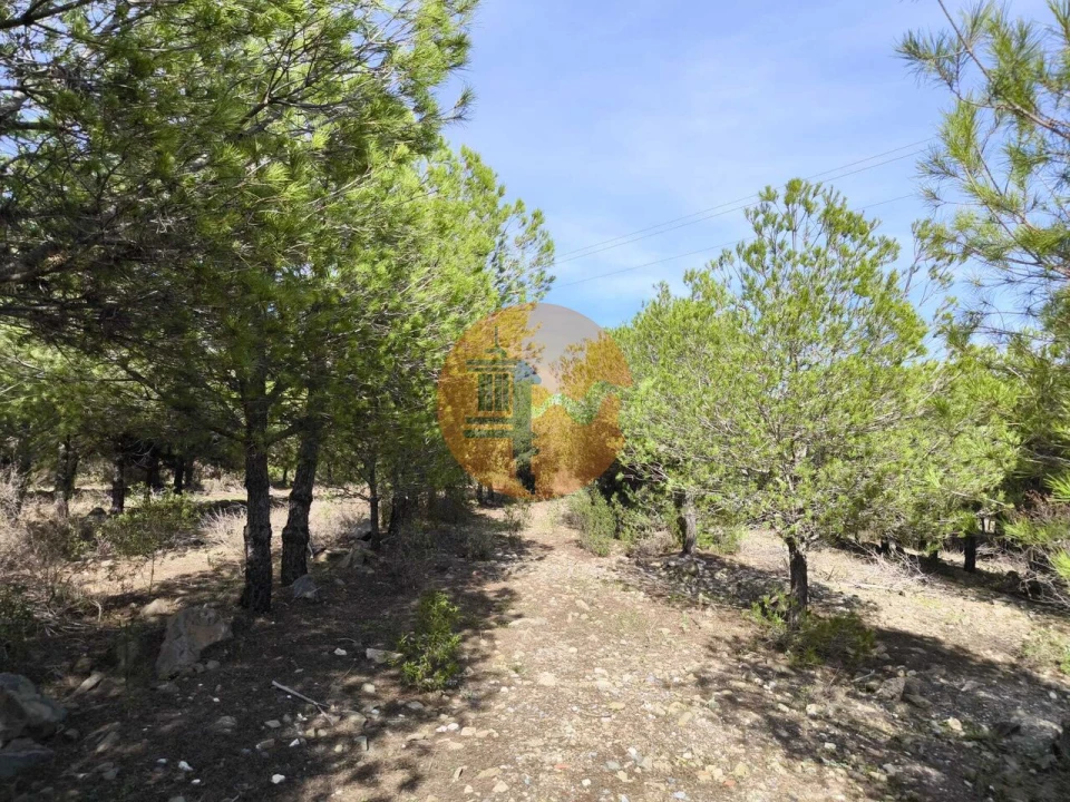 Terreno para Venda em Alcoutim e Pereiro Foto 11