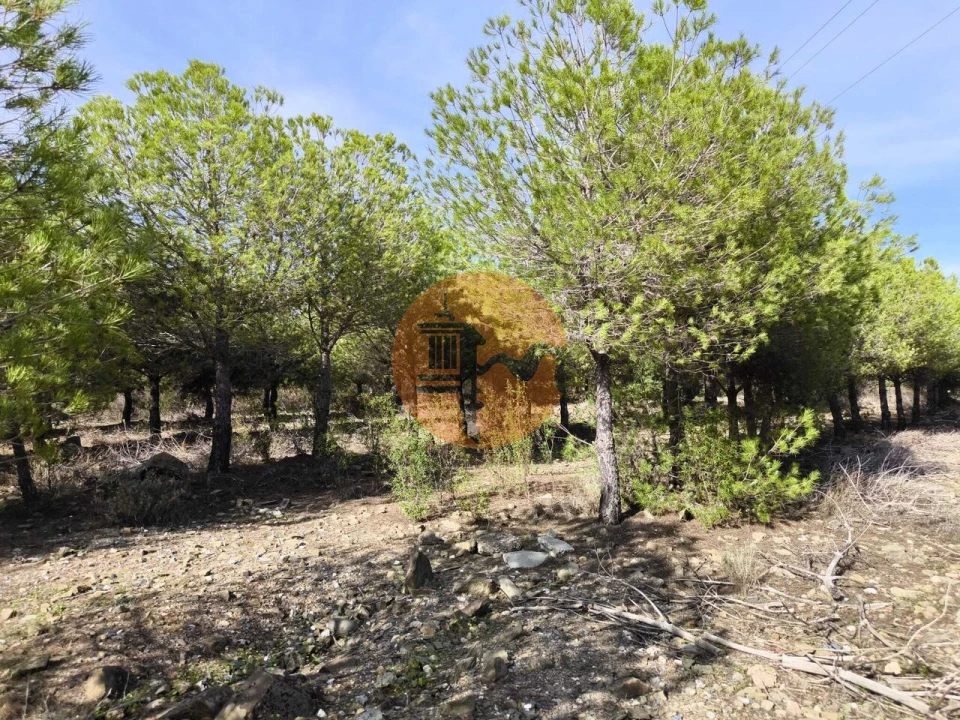 Terreno para Venda em Alcoutim e Pereiro Foto 15