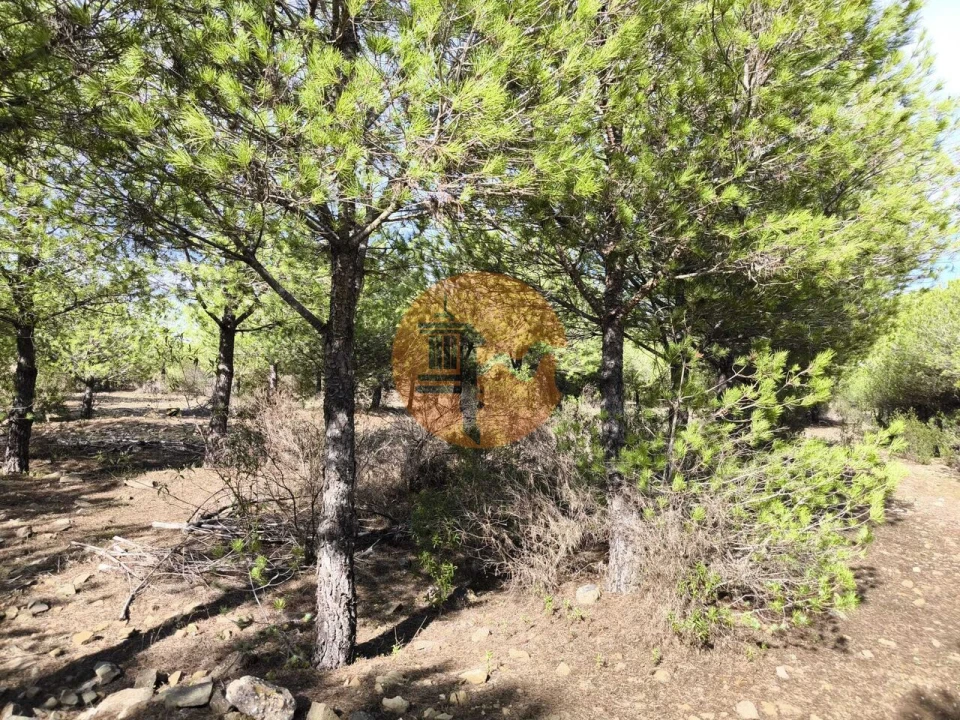 Terreno para Venda em Alcoutim e Pereiro Foto 16