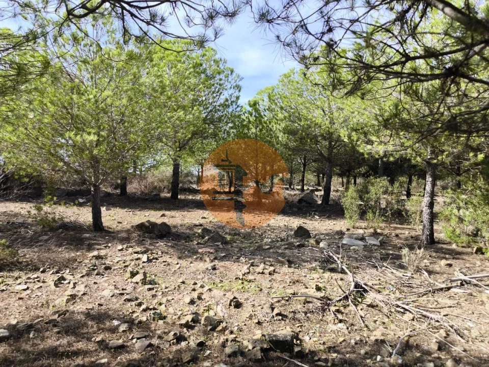 Terreno para Venda em Alcoutim e Pereiro Foto 18