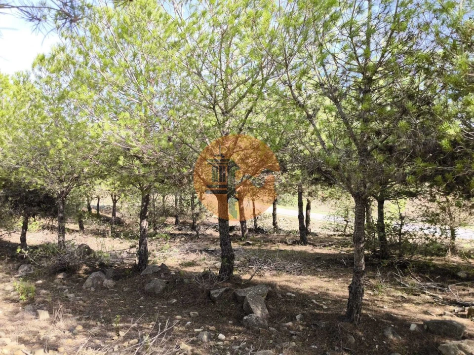 Terreno para Venda em Alcoutim e Pereiro Foto 19