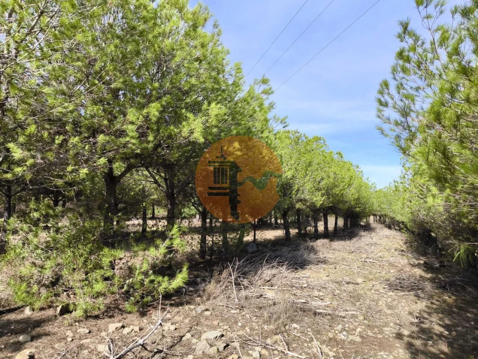 Terreno para Venda em Alcoutim e Pereiro Foto 20