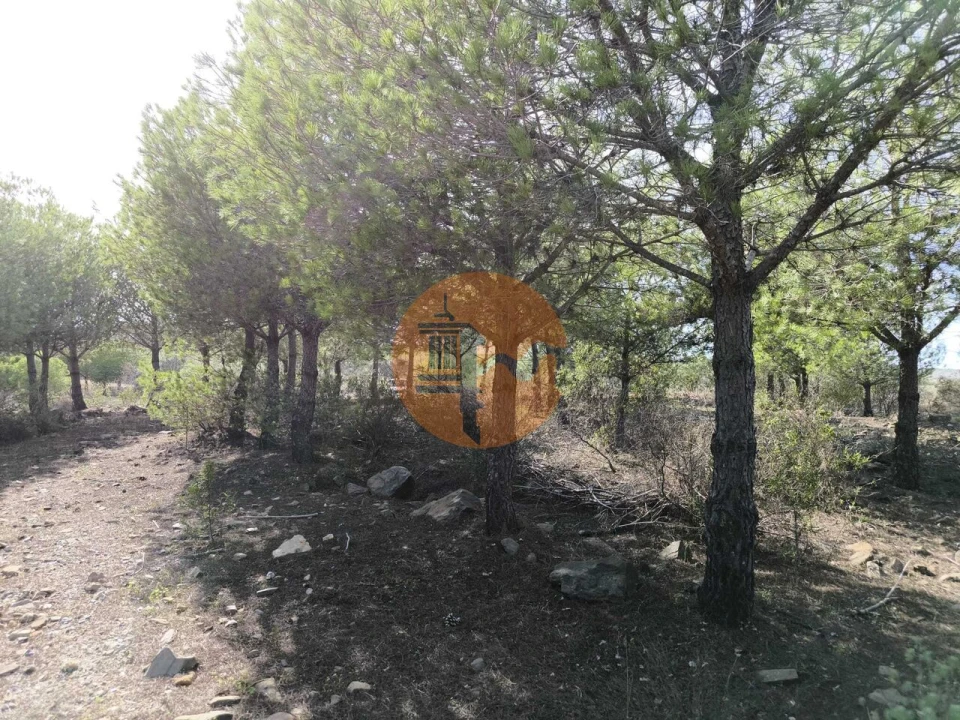 Terreno para Venda em Alcoutim e Pereiro Foto 23