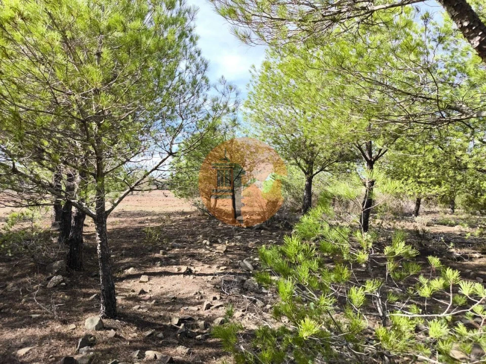 Terreno para Venda em Alcoutim e Pereiro Foto 29