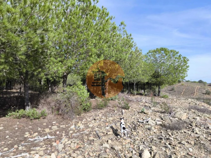 Terreno para Venda em Alcoutim e Pereiro Foto 8
