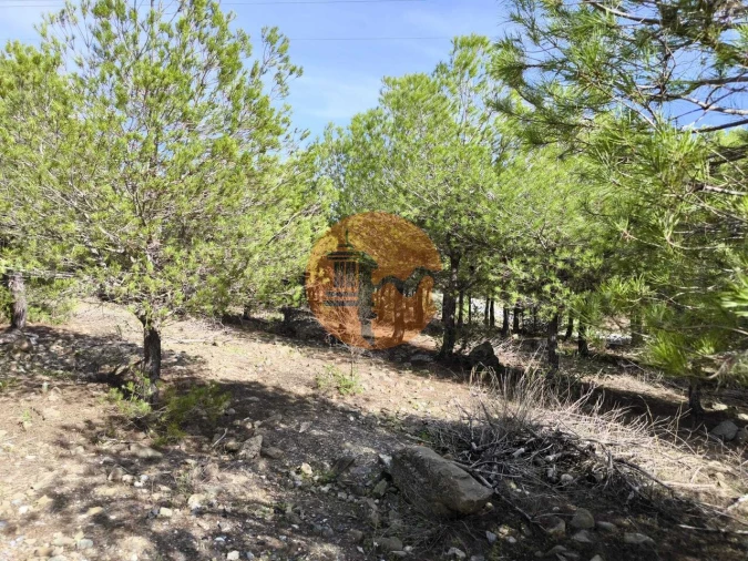 Terreno para Venda em Alcoutim e Pereiro Foto 12