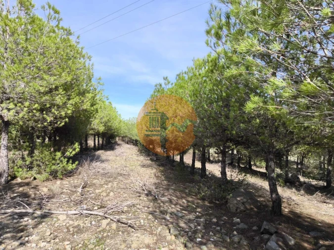 Terreno para Venda em Alcoutim e Pereiro Foto 14