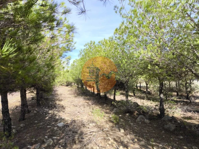 Terreno para Venda em Alcoutim e Pereiro Foto 17