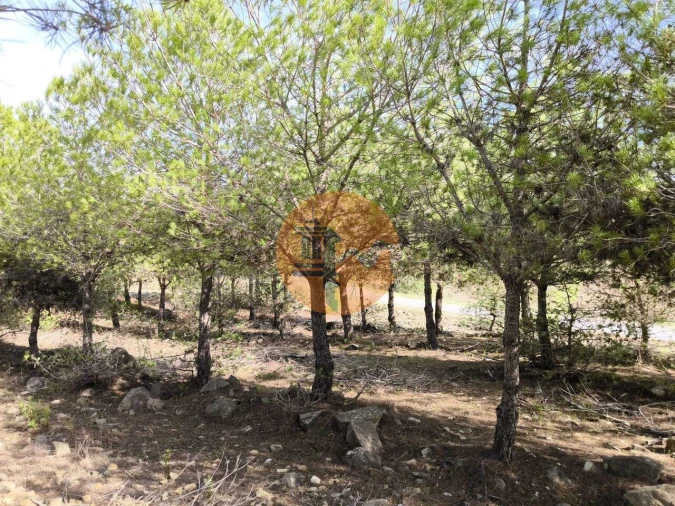 Terreno para Venda em Alcoutim e Pereiro Foto 19