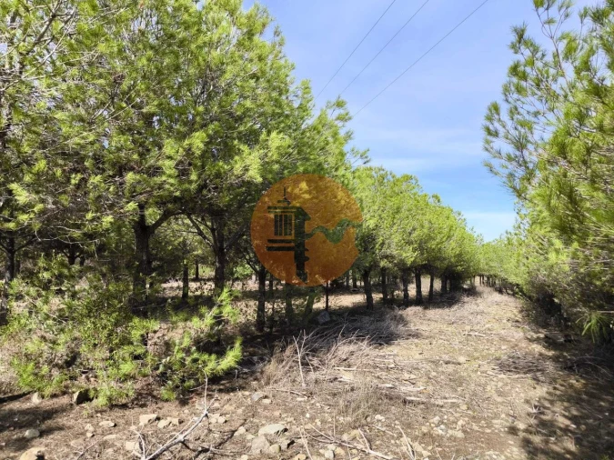 Terreno para Venda em Alcoutim e Pereiro Foto 20