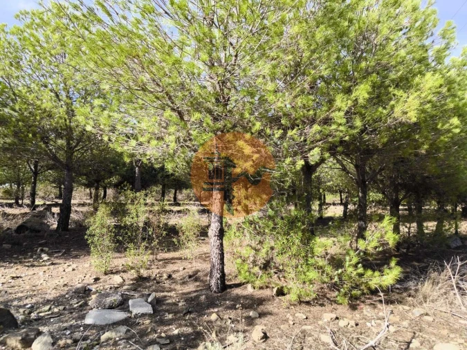 Terreno para Venda em Alcoutim e Pereiro Foto 21