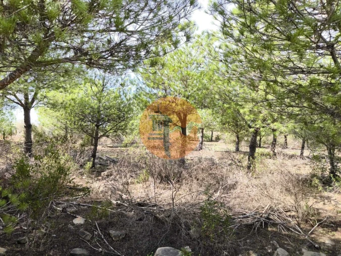 Terreno para Venda em Alcoutim e Pereiro Foto 28