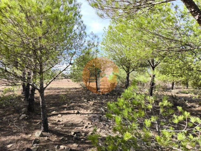 Terreno para Venda em Alcoutim e Pereiro Foto 29