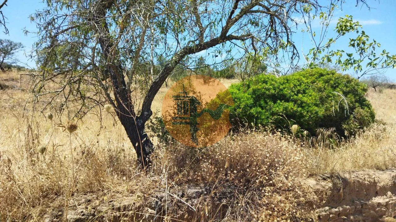 Terreno para Venda em Alcoutim e Pereiro Foto 10