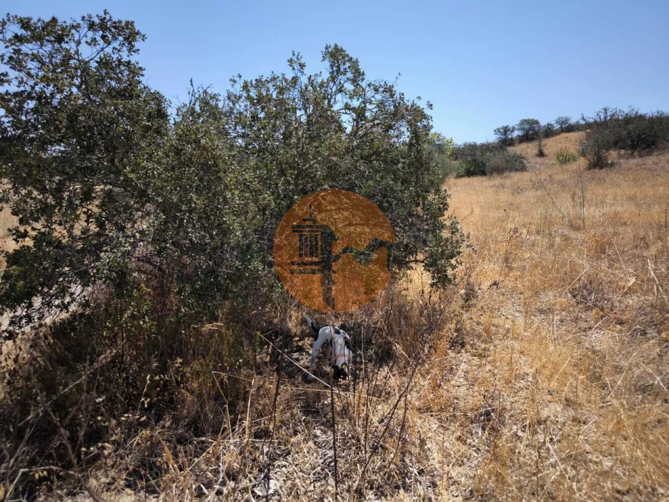 Terreno para Venda em Alcoutim e Pereiro Foto 20