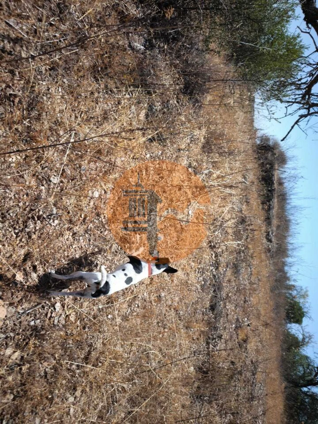 Terreno para Venda em Alcoutim e Pereiro Foto 25