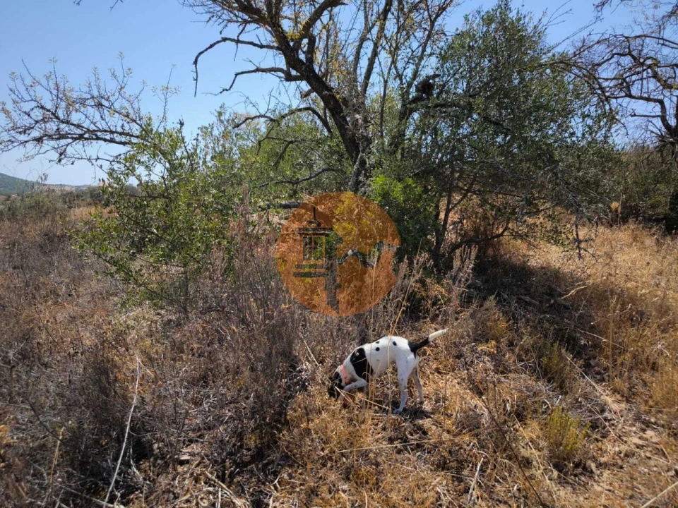 Terreno para Venda em Alcoutim e Pereiro Foto 3