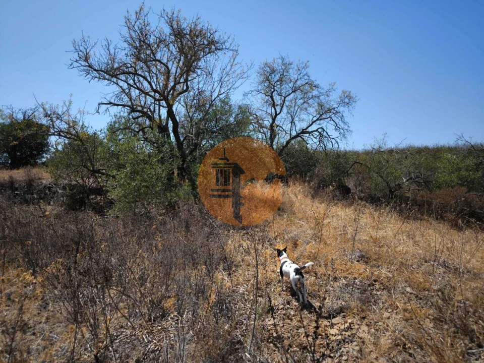 Terreno para Venda em Alcoutim e Pereiro Foto 37