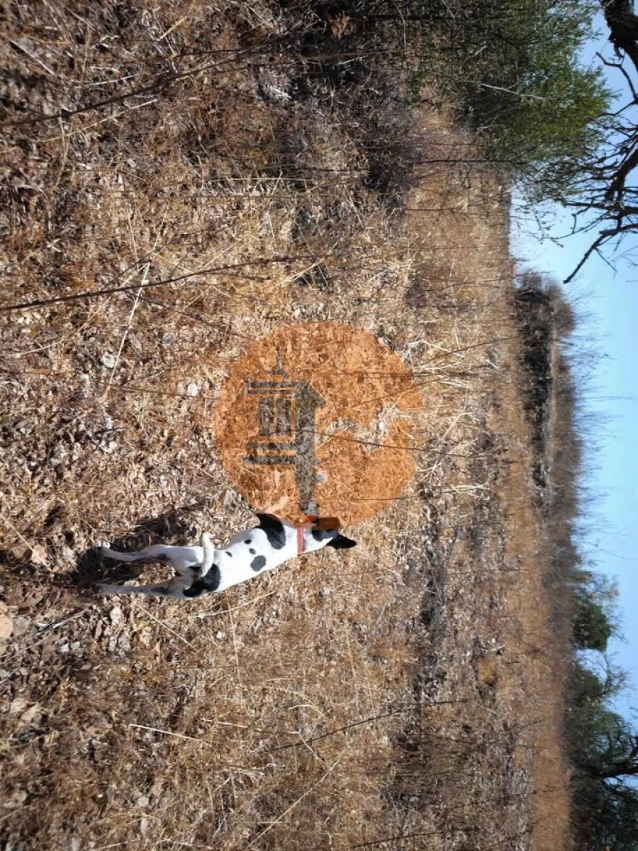 Terreno para Venda em Alcoutim e Pereiro Foto 25