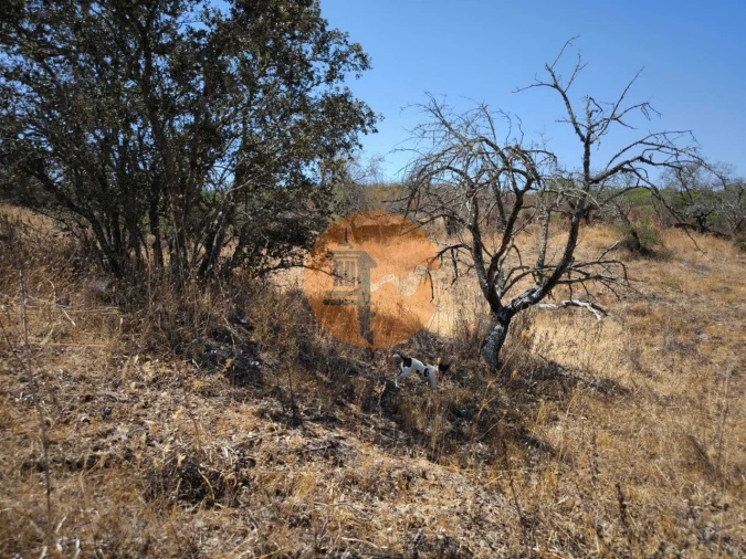 Terreno para Venda em Alcoutim e Pereiro Foto 28