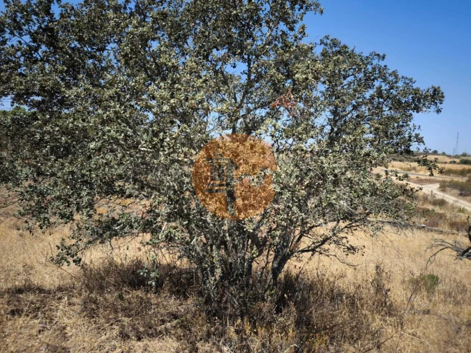 Terreno para Venda em Alcoutim e Pereiro Foto 7