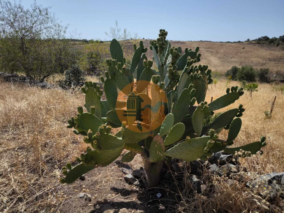 Terreno para Venda em Alcoutim e Pereiro Foto 39