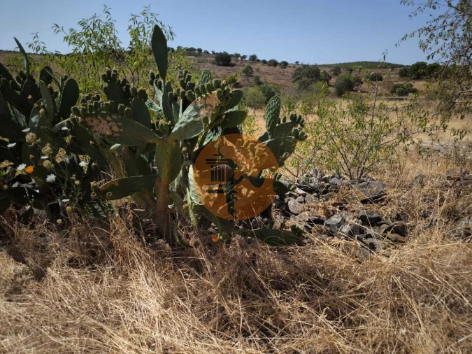 Terreno para Venda em Alcoutim e Pereiro Foto 7