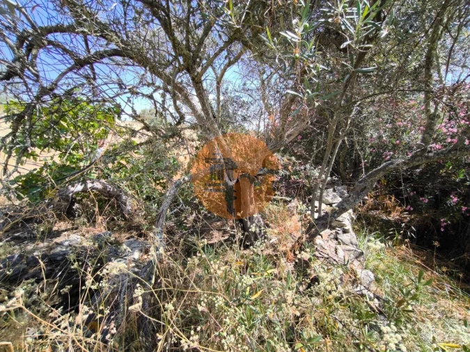 Terreno para Venda em Alcoutim e Pereiro Foto 38