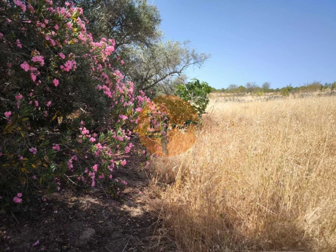 Terreno para Venda em Alcoutim e Pereiro Foto 40
