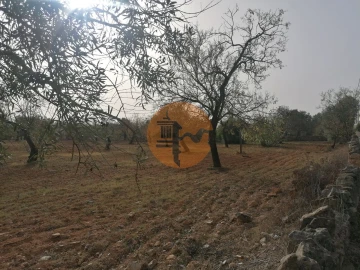 Terreno para Venda em Conceição e Estoi