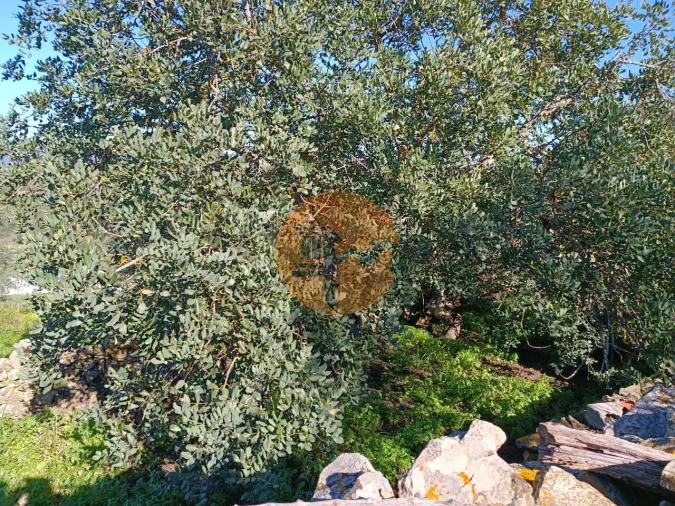 Moradia T1 para Venda em Alcoutim e Pereiro Foto 17