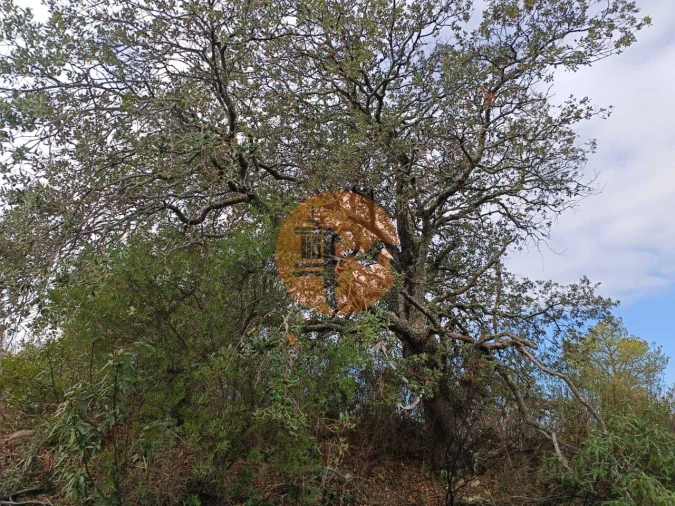 Terreno para Venda em Alcoutim e Pereiro Foto 16