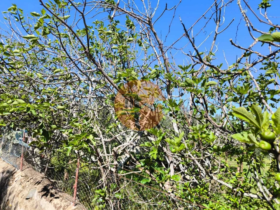 Terreno para Venda em Alcoutim e Pereiro Foto 10