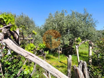 Terreno para Venda em Alcoutim e Pereiro