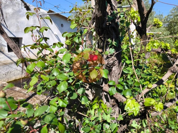 Terreno para Venda em Alcoutim e Pereiro Foto 8