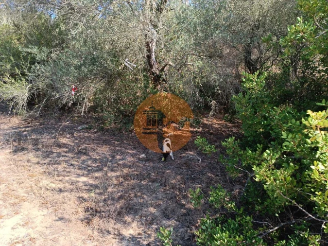Terreno para Venda em Alcoutim e Pereiro Foto 11