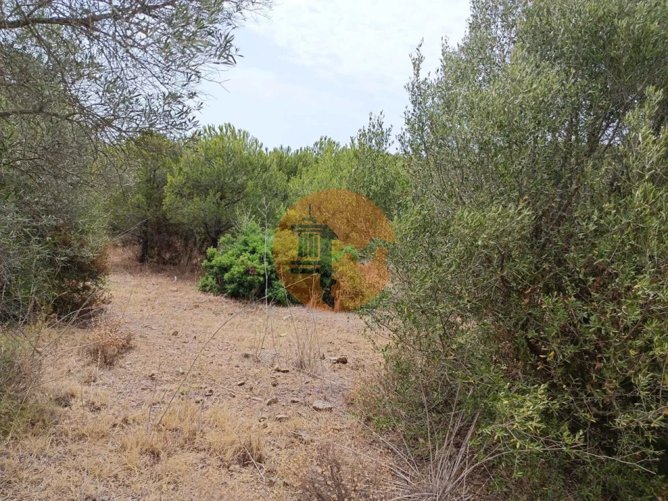 Terreno para Venda em Alcoutim e Pereiro Foto 19