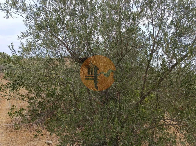 Terreno para Venda em Alcoutim e Pereiro Foto 6