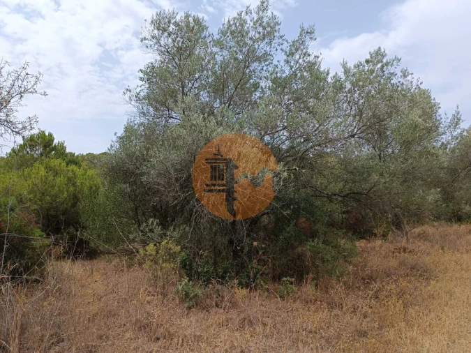 Terreno para Venda em Alcoutim e Pereiro Foto 11