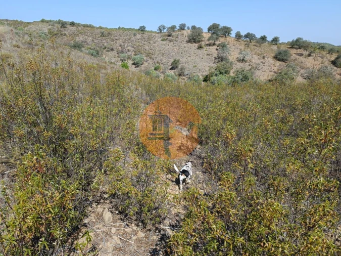 Terreno para Venda em Alcoutim e Pereiro Foto 4