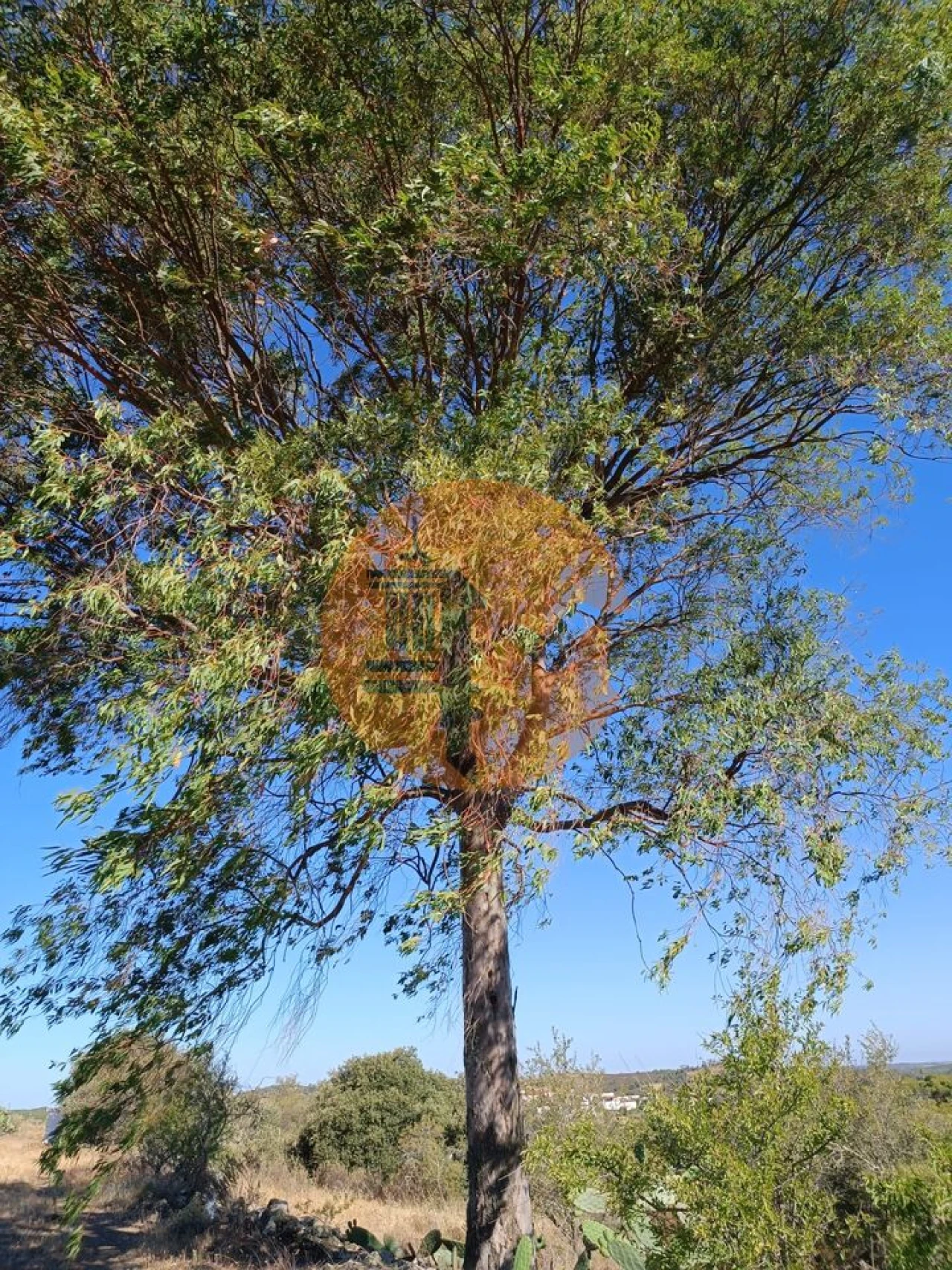 Terreno para Venda em Alcoutim e Pereiro Foto 24