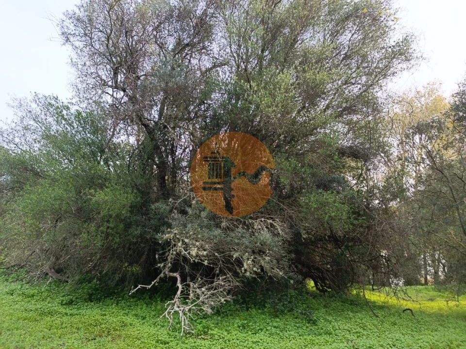 Terreno para Venda em Alcoutim e Pereiro Foto 11
